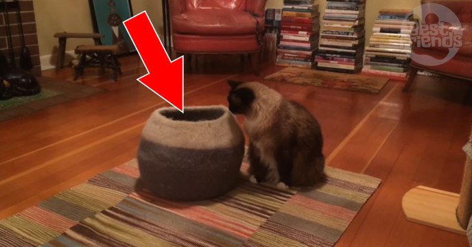 Ce chaton joue à cache-cache dans son panier et s'amuse à surprendre son ami chat