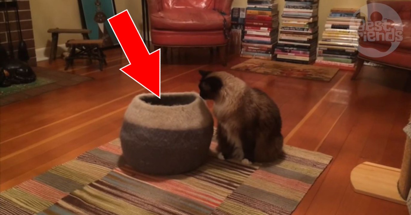 Ce chaton joue à cache-cache dans son panier et s'amuse à surprendre son ami chat