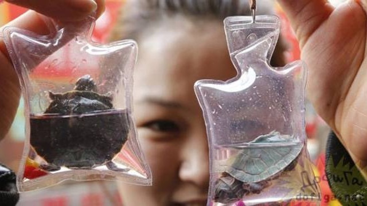 En Chine, des animaux vivants sont utilisés comme porte-clefs ou objets décoratifs...