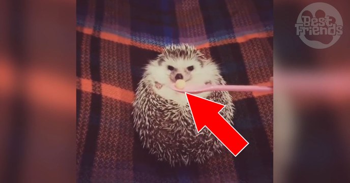 Quand elle approche sa cuillère, ce petit hérisson a une réaction vraiment adorable !