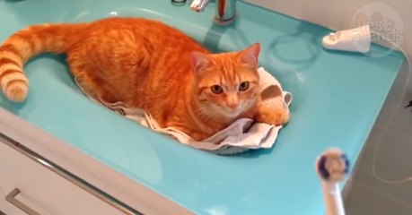 Ce chat adore quand son maître met en marche sa brosse à dents électrique