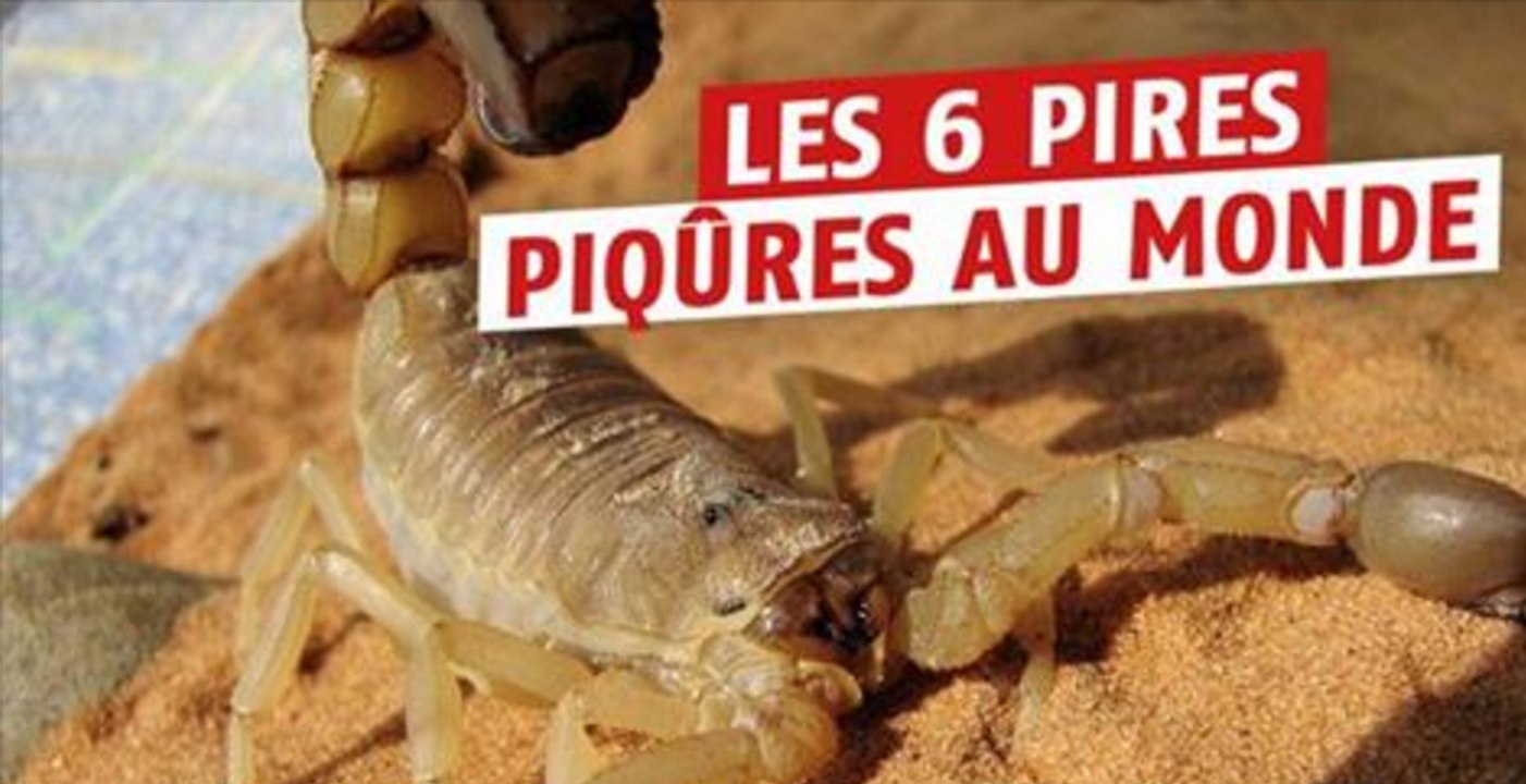 Ces 6 animaux venimeux ont les pires piqûres au monde