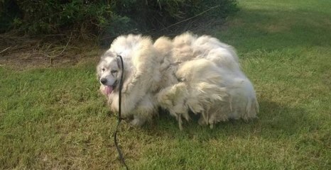 Ils enlèvent 15 kilos de fourrure et d'excréments à ce chien qui vivait l'enfer