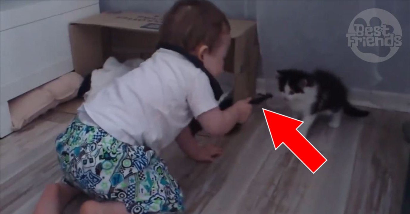 Ce bébé a un fou rire très communicatif quand il joue avec son chat