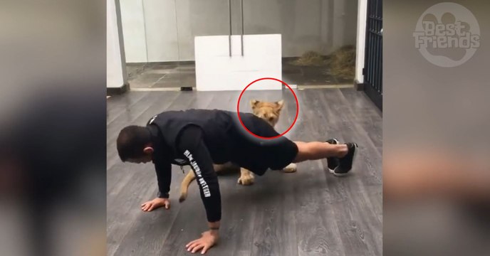 Alors qu'il est en train de faire des pompes, cet homme se fait attaquer... par un lion !