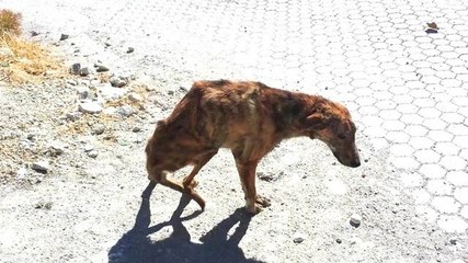 Une jeune femme sauve la vie d'un chien maltraité
