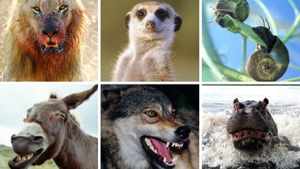 Suricate : méfiez-vous des apparences, il fait partie des 1000 mammifères les plus dangereux