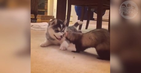Entre ce petit husky et son ami furet, c'est l'entente parfaite !