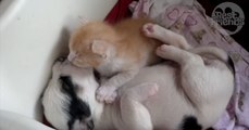 Ces deux bébés chat et chien se font des câlins et s'aiment déjà énormément