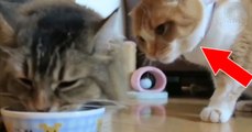 Ces deux chats se disputent la même gamelle pour manger
