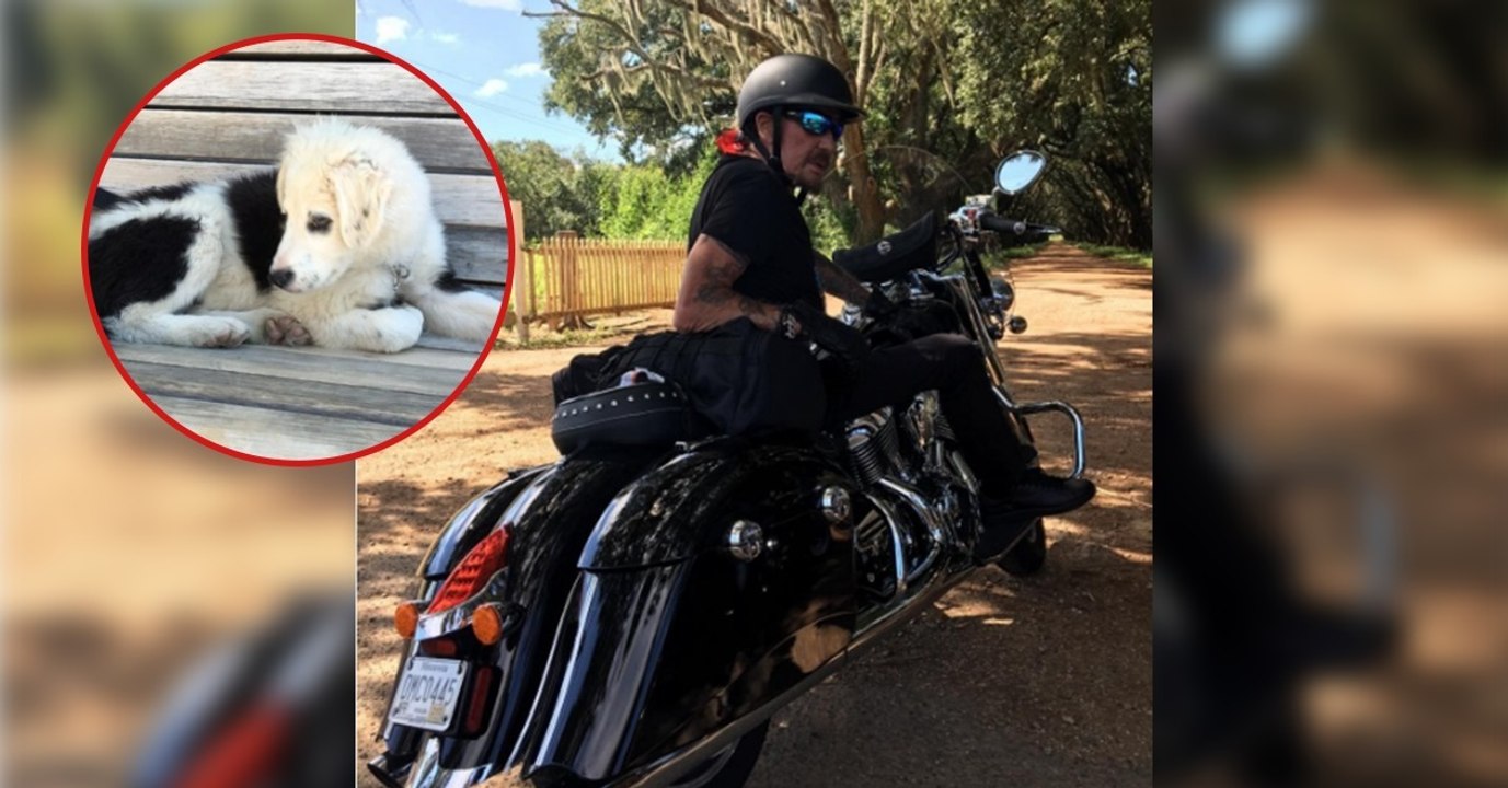 Pendant un road trip à moto, Johnny Hallyday a adopté une petite chienne abandonnée