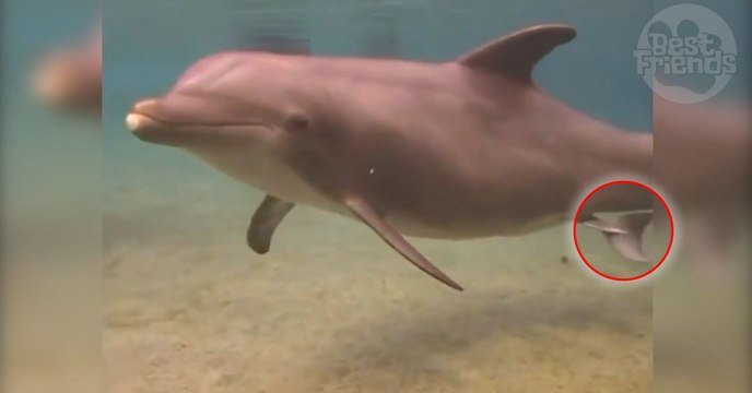 Des baigneurs assistent à la naissance d'un bébé dauphin