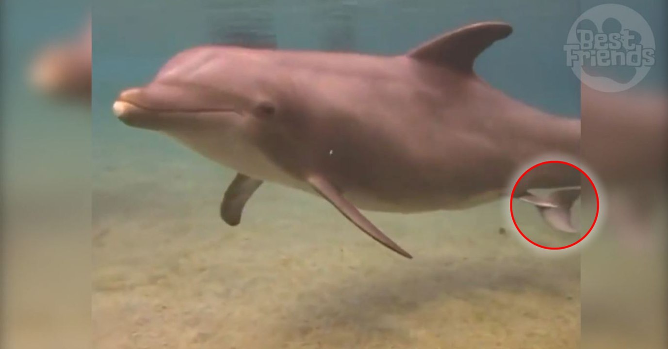 Des baigneurs assistent à la naissance d'un bébé dauphin