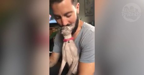 Ce chat adore se faire gratter à coups de barbe !