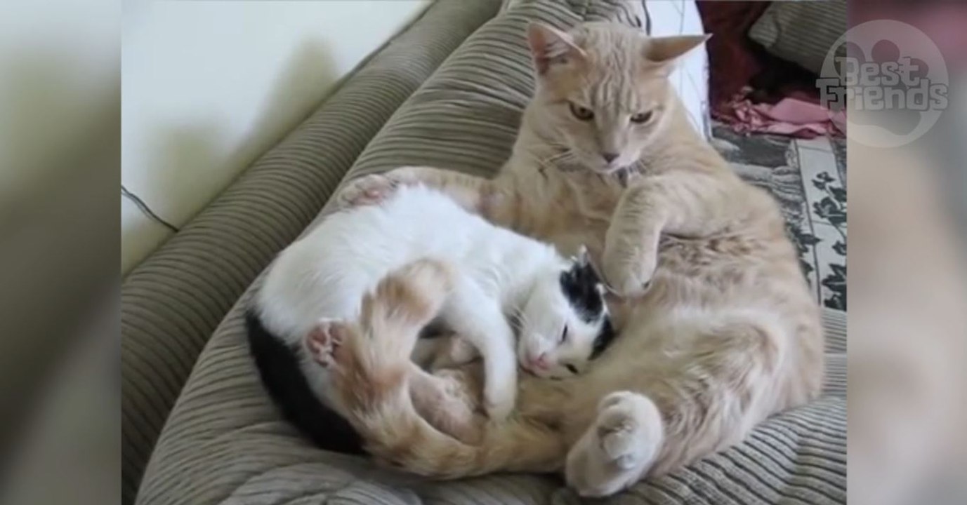 Ce chaton veut téter et prend ce mâle roux pour...