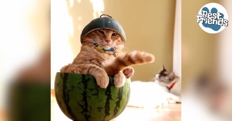 Ce chat est tranquillement installé... dans une pastèque !