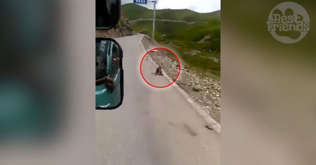 En Chine, cet automobiliste a assisté en direct à un véritable combat de marmottes !