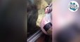 Cet orang-outan s'intéresse au ventre de cette femme enceinte à travers la vitre de son enclos