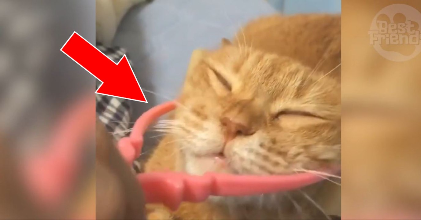 Ce chat roux apprécie vraiment son drôle de massage