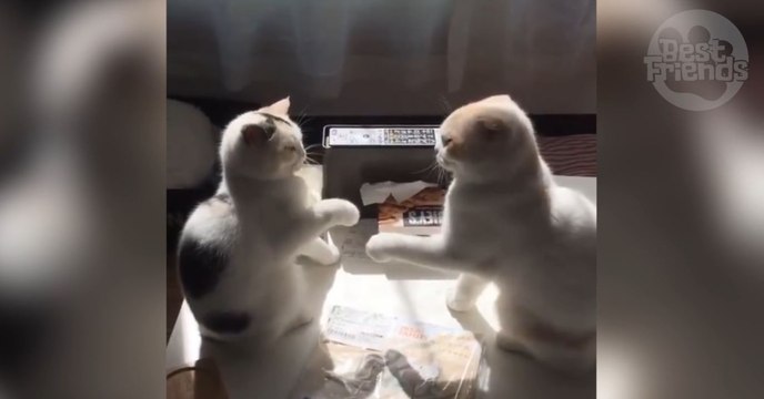 Ces deux chats se livrent au combat le plus mignon du monde