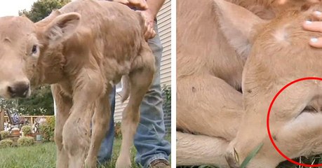 Découvrez l'incroyable histoire de Lucky, le petit veau à 2 têtes