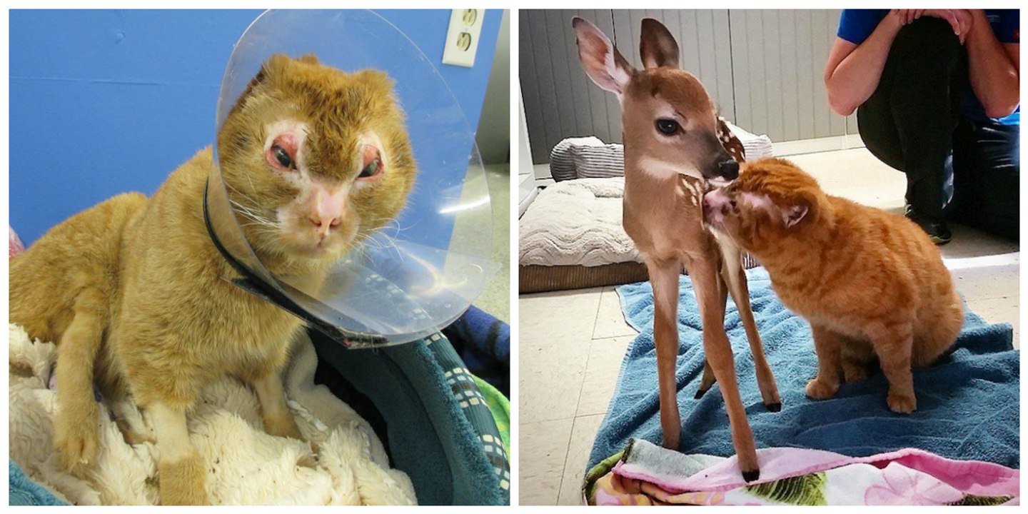 Après avoir survécu à l'incendie de sa maison, ce chat est devenu l'ange-gardien des autres animaux