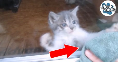 Quand il nettoie les vitres de sa maison, son chaton devient complètement fou!