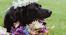 Ce chien mourant a rassemblé ses dernières forces pour assister au mariage de sa maîtresse