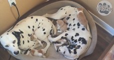 Ce couple de dalmatiens semble avoir adopté ces 5 adorables chatons
