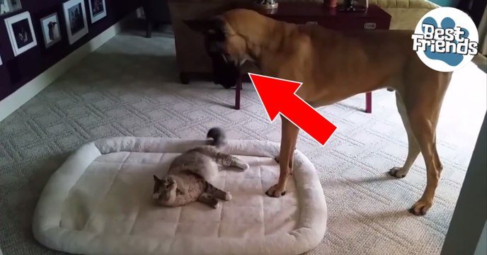 Ce chien veut récupérer son lit occupé par son compère chat !