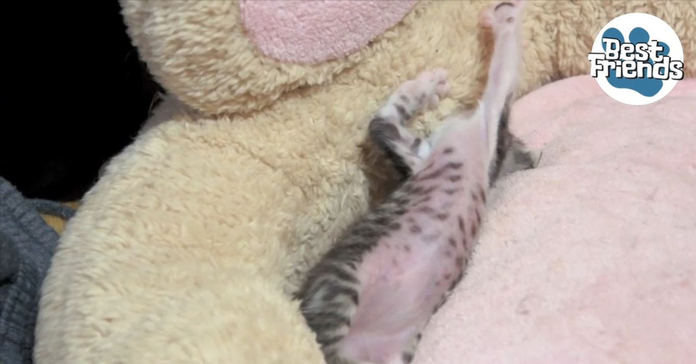 Vous allez craquer devant le réveil d'Ohagi, le chaton le plus mignon du monde !