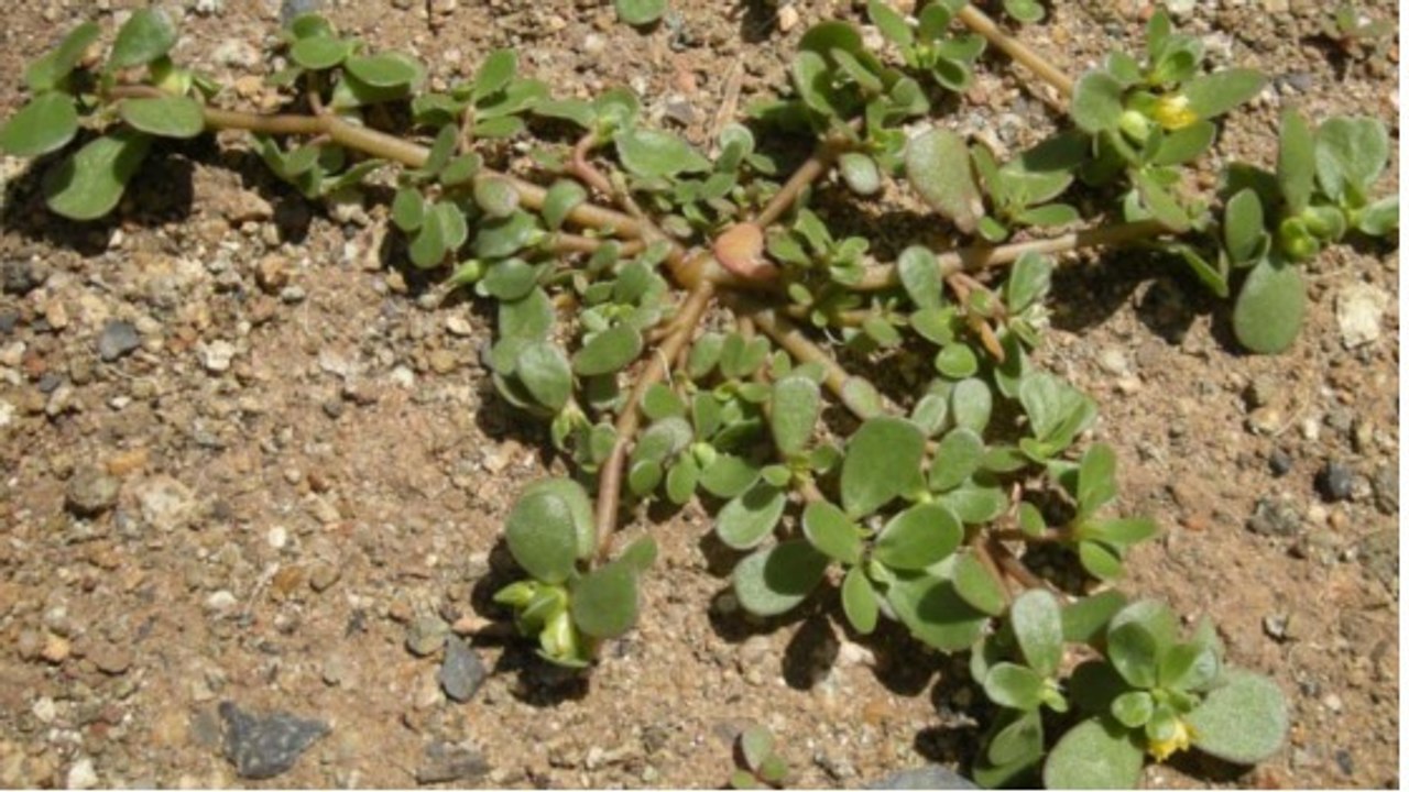 Le pourpier : une plante riche en vitamines et minéraux