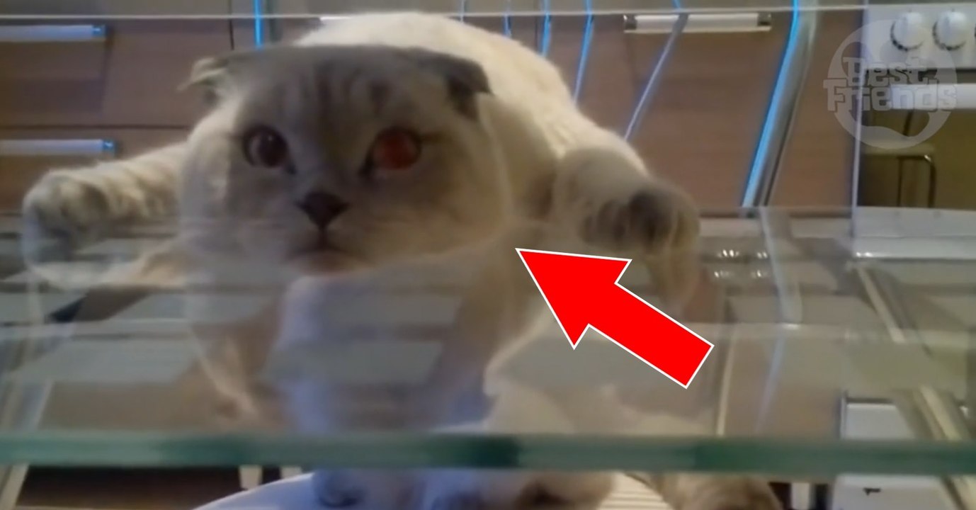 Ce chat a vraiment choisi une drôle de posture pour se reposer !