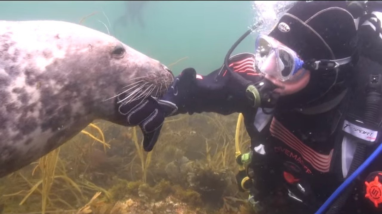 Ce plongeur ne savait pas ce que ce phoque lui voulait... Jusqu'à ce qu'il lui attrape la main !