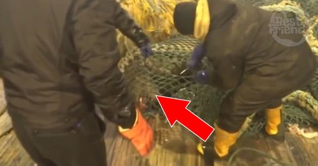 Ces pêcheurs ont trouvé une otarie prise au piège dans leur filet