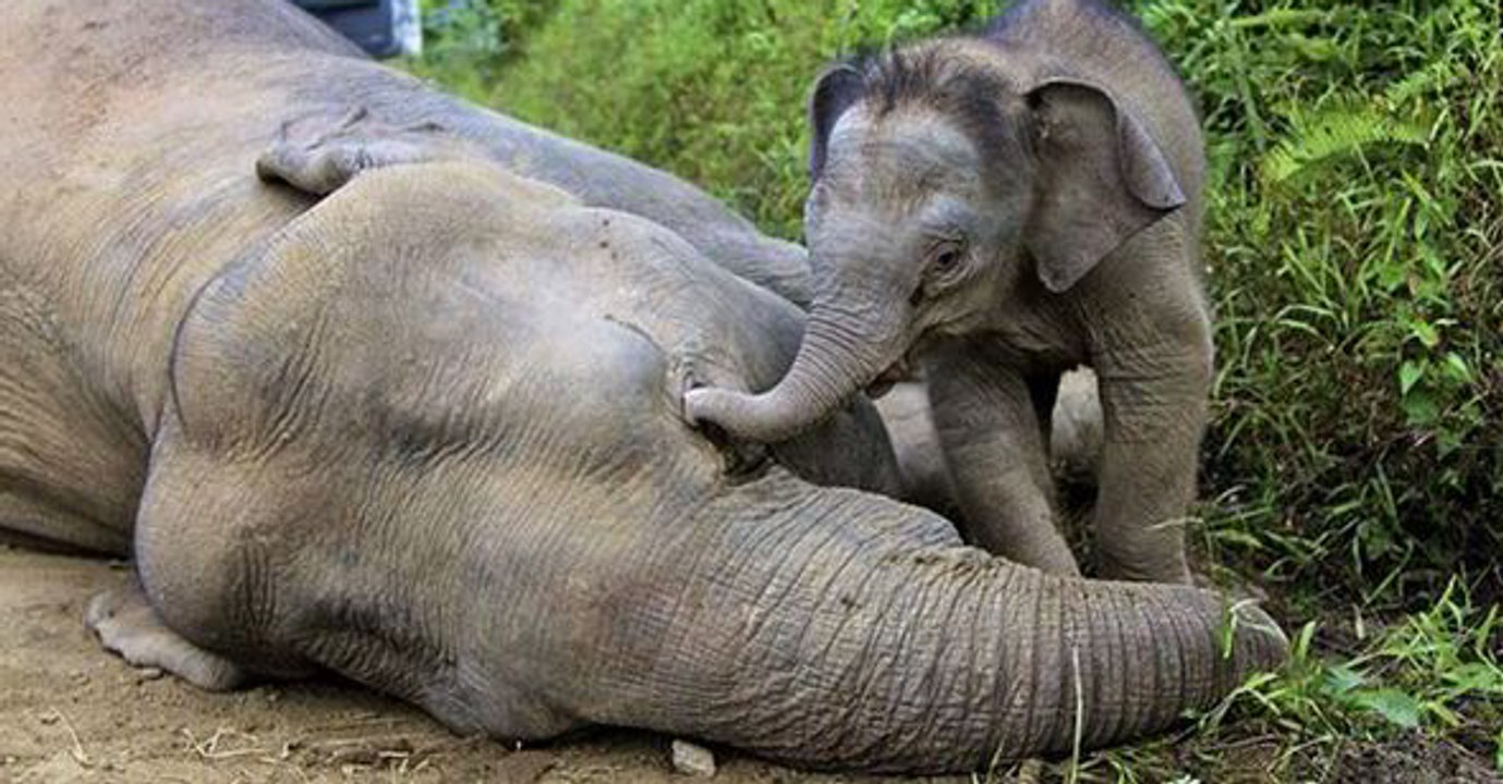 Les éléphants semblent avoir trouvé la solution pour échapper aux braconniers