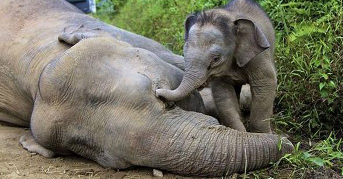 Les éléphants semblent avoir trouvé la solution pour échapper aux braconniers