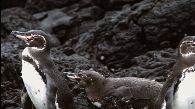 Afrique du Sud : une soixantaine de manchots du Cap décimée par des abeilles