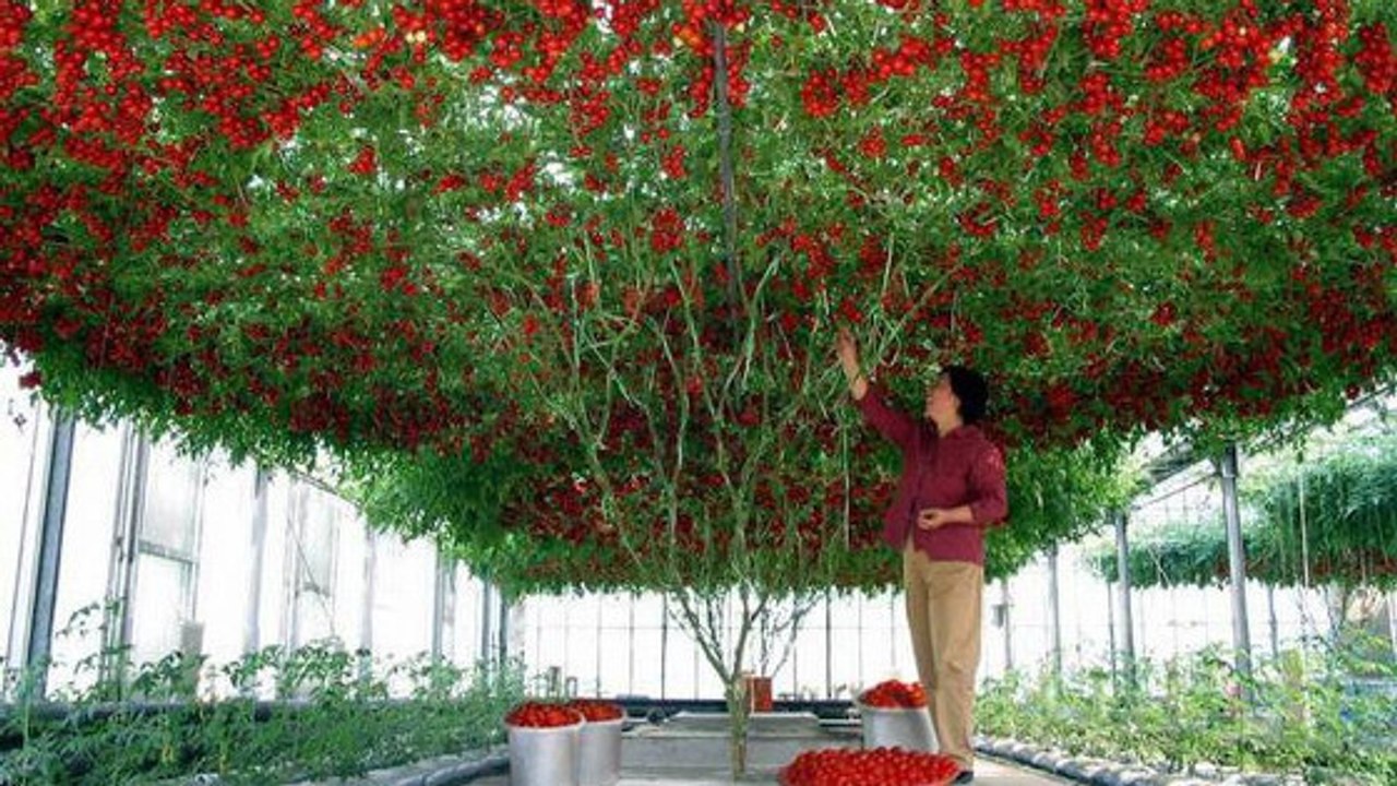 Octopus Tomato Tree: Die Pflanze, die alle Rekorde bricht