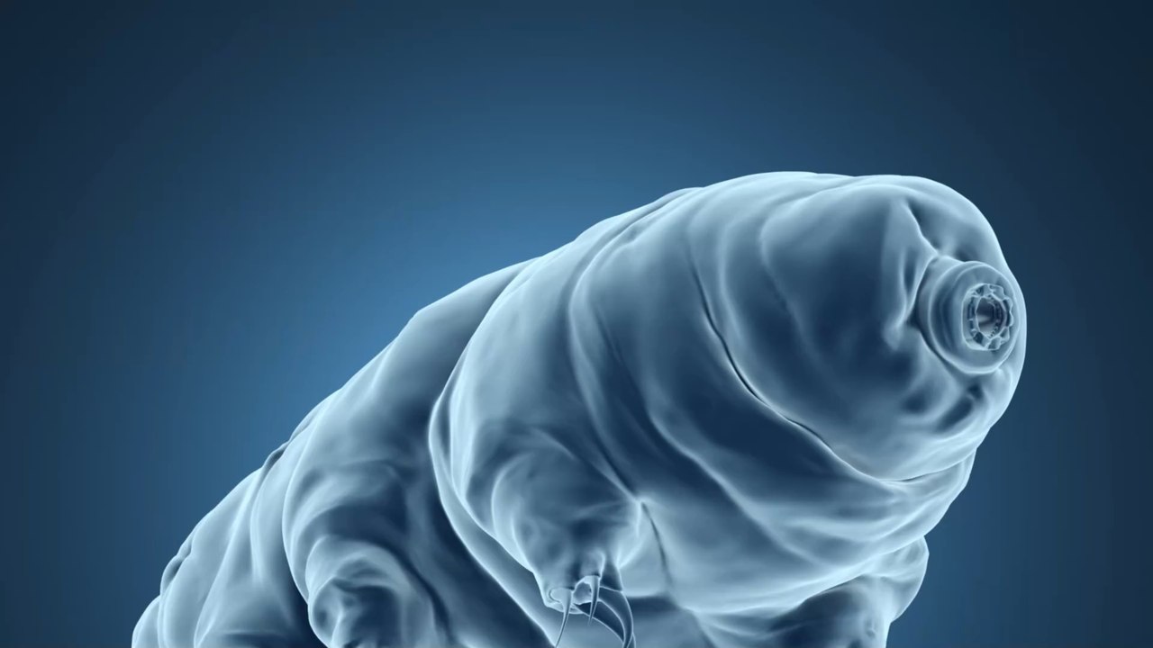 Découverte : un tardigrade fossilisé depuis 16 millions d'années refait surface