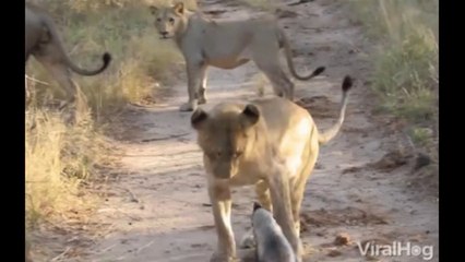 Pourquoi le ratel est-il considéré comme l'animal le plus agressif au monde ?