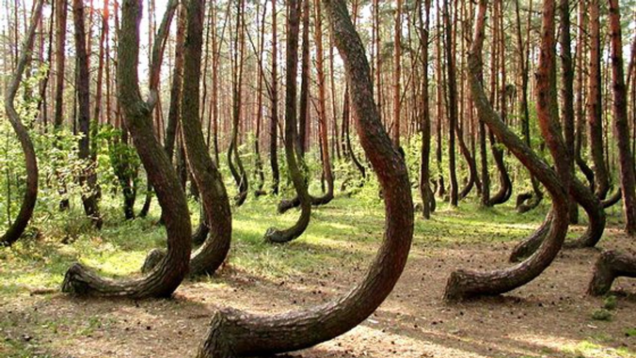 Krzywy Las: Der gekrümmte Wald lockt die Touristen nach Polen
