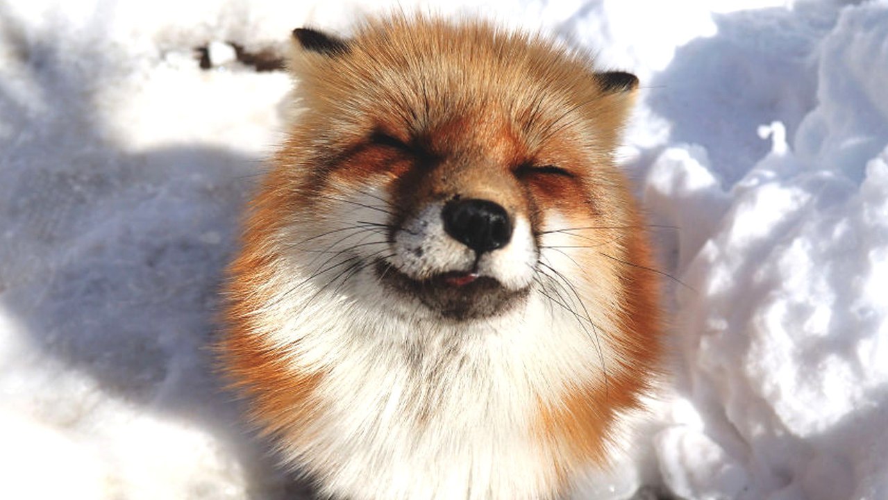 Zao Fox Village: Wenn Füchse die Scheu vor dem Menschen verlieren