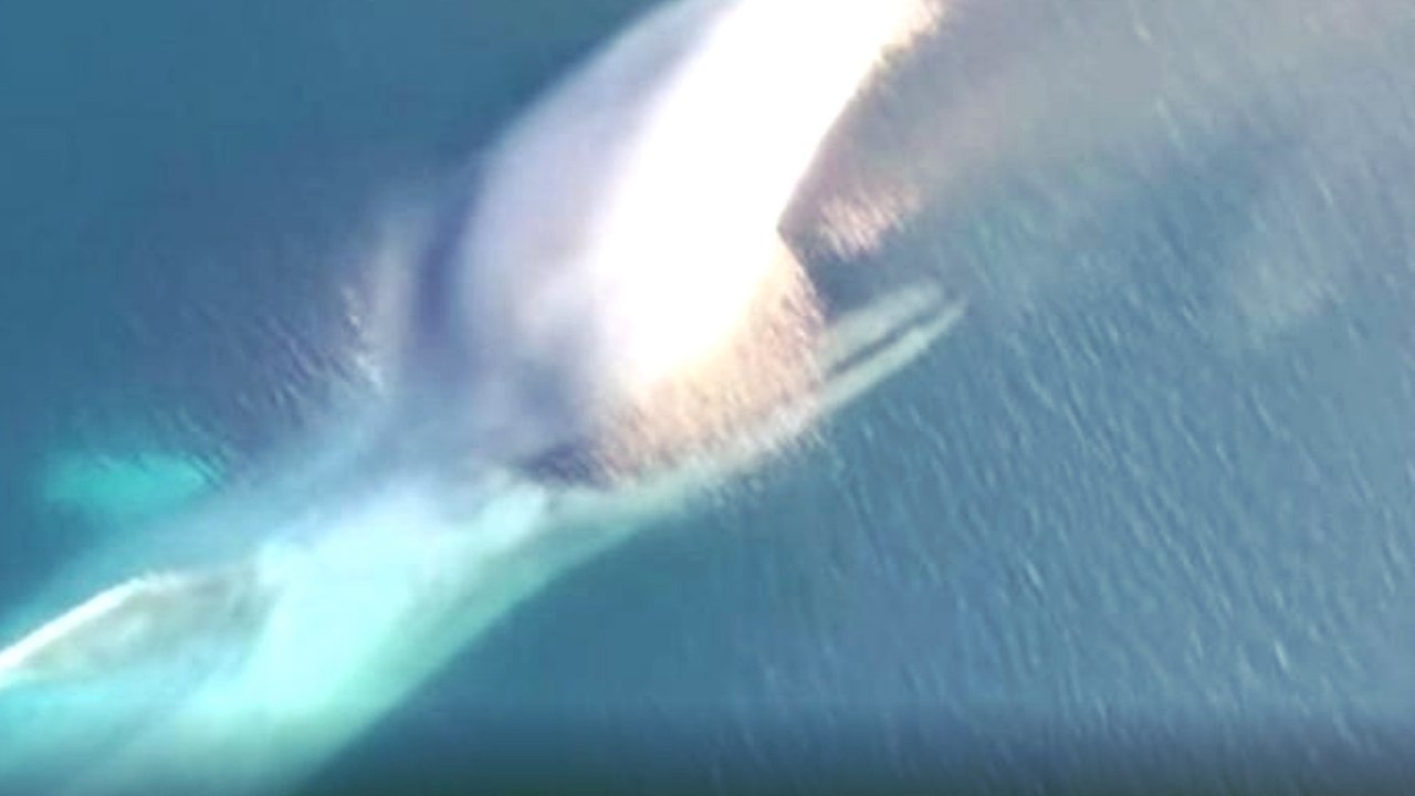 Drohne liefert spektakuläre Bilder von einem Blauwal