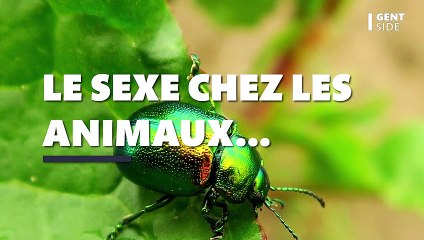Cette espèce utilise le sexe oral pour impressionner les femelles