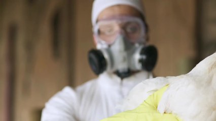 Grippe aviaire : des experts s'inquiètent qu'une mutation puisse infecter les humains