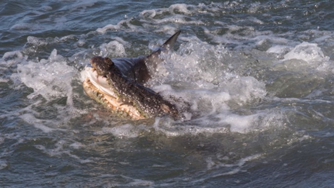 Ein Hai und ein Krokodil kämpfen erbittert um einen toten Fisch