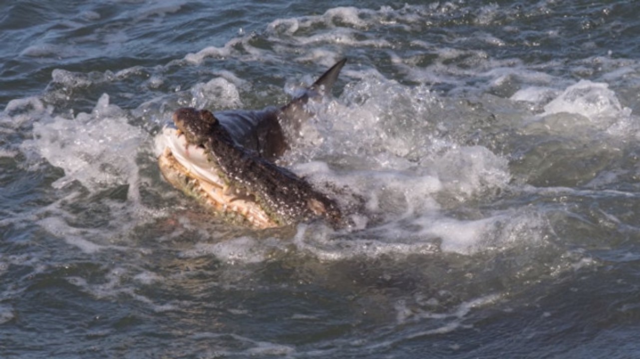 Ein hai und ein krokodil kämpfen erbittert um einen toten fisch
