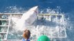 Weißer Hai bedroht Taucher in Käfig