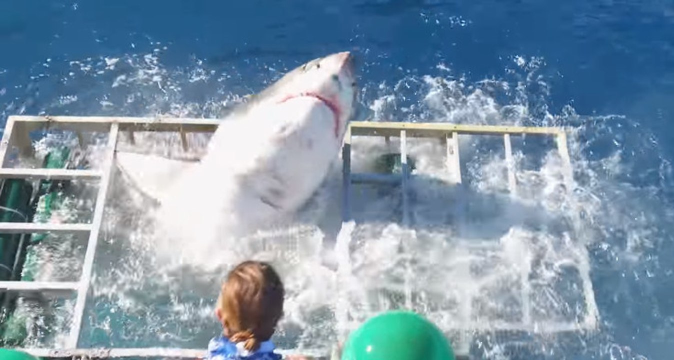 Weißer Hai bedroht Taucher in Käfig